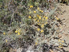 Tetradymia canescens