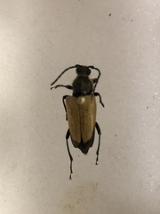 Trigonarthris