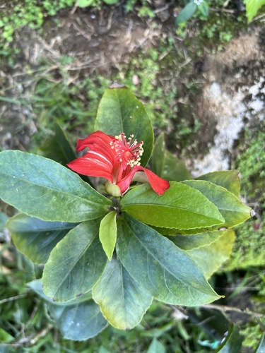 Hibiscus kokio