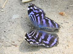 Myscelia ethusa ethusa