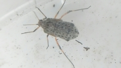 Tuberolachnus