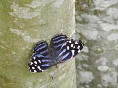 Myscelia ethusa ethusa