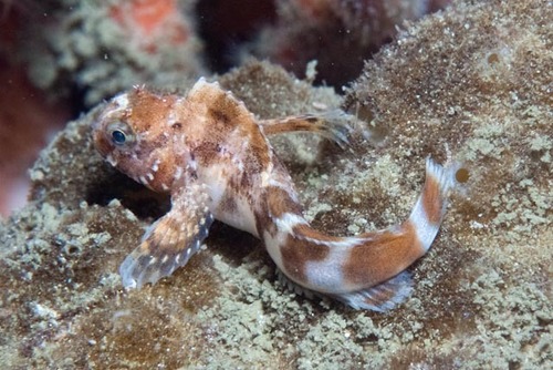 Losse-huid-slijmvis (Chalaroderma capito) — Blenniidae — 3