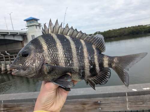 Sheepshead