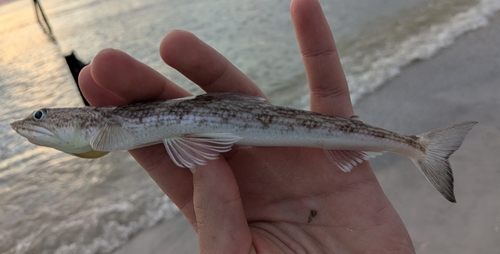 Inshore lizardfish (Synodus foetens) — Synodontidae — 2