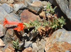 Epilobium canum ssp. angustifolium