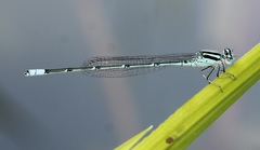 Pseudagrion australasiae