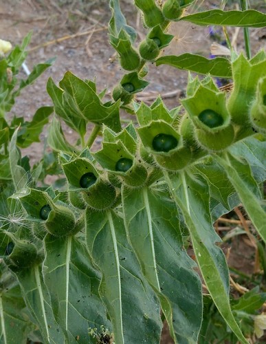 black henbane