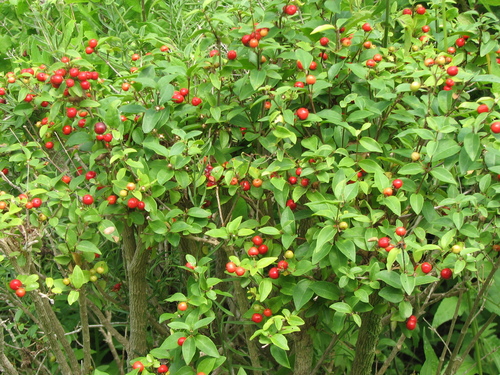 Malpighia glabra
