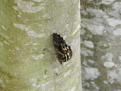 Myscelia ethusa ethusa