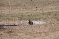 Marmota bobak