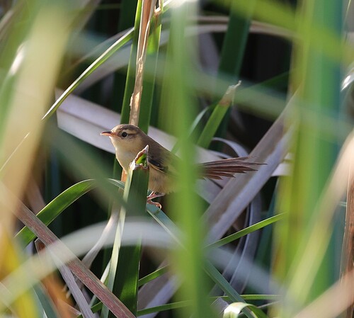 Sulphur-bearded Reedhaunter (Limnoctites sulphuriferus), photo 7