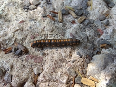 Cucullia lucifuga