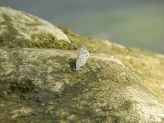 Leptotes cassius cassidula