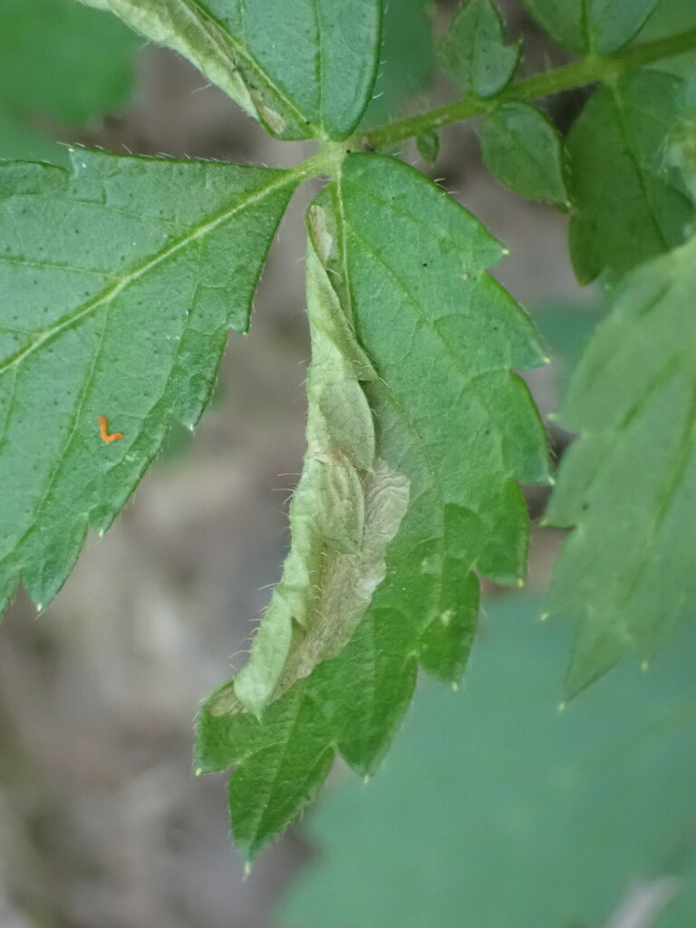 Coptotriche agrimoniella
