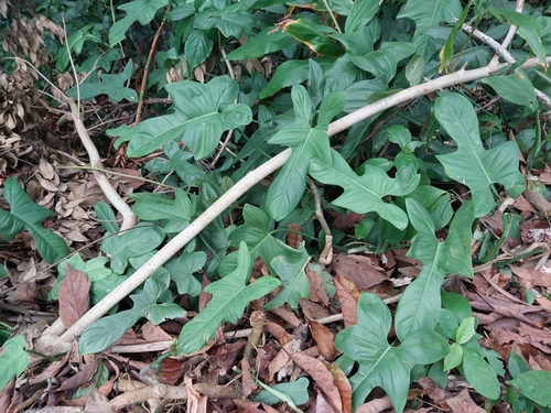 Philodendron bipennifolium observed 2024-12-26