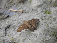 Ectomis octomaculata