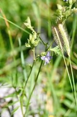 Polemonium occidentale
