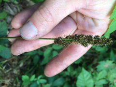 Carex vulpinoidea