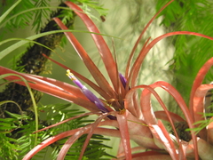 Tillandsia capitata