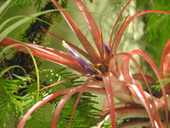 Tillandsia capitata