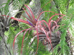 Tillandsia capitata