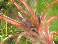Tillandsia capitata