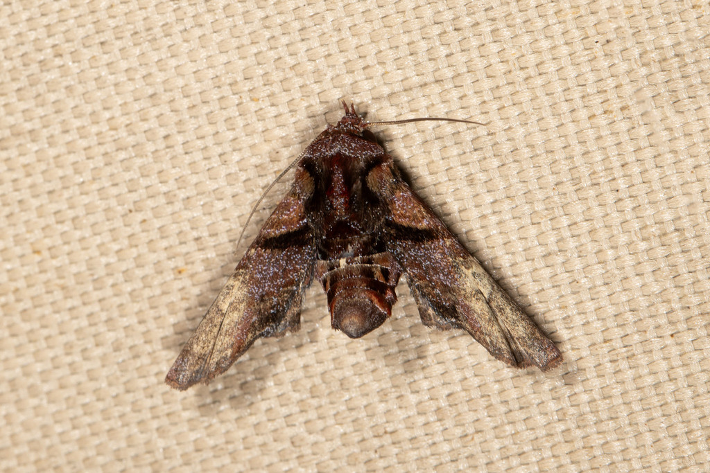 Anigraea particolor