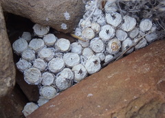 Conophytum truncatum