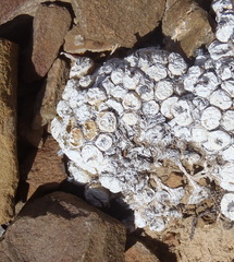 Conophytum truncatum