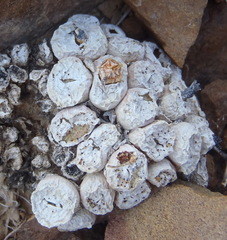 Conophytum truncatum