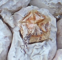 Conophytum truncatum