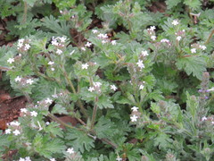 Glandularia quadrangulata
