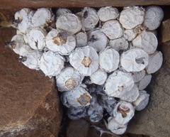 Conophytum truncatum