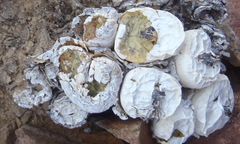 Conophytum truncatum