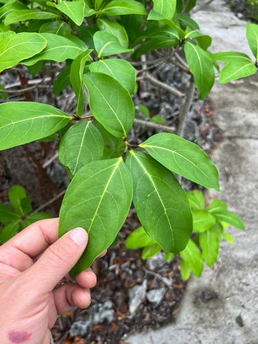 smooth manjack (Cordia laevigata)