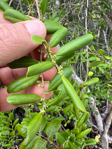 Badiera propinqua (Badiera propinqua)