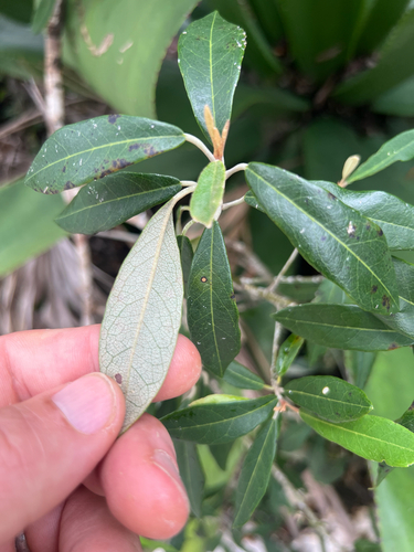 Morisonia ferruginea (Morisonia ferruginea)