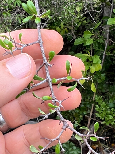 Greenheart Ebony (Rochefortia acanthophora)