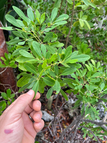 Tabebuia heterophylla
