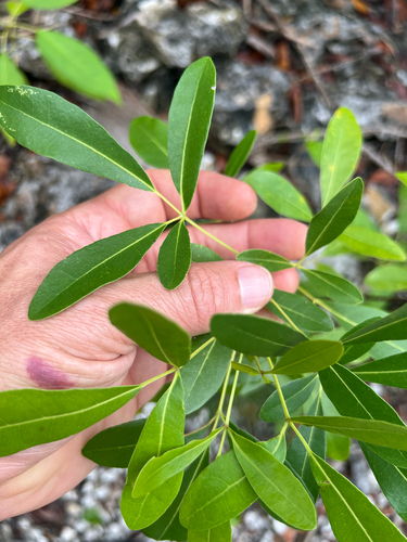 Tabebuia heterophylla