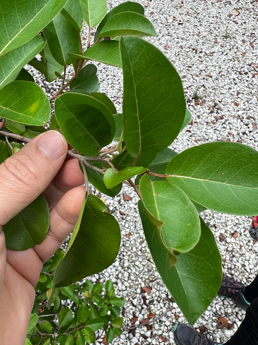 Wild Cinnamon (Croton nitens)
