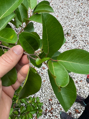 Croton nitens