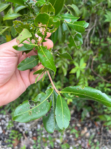 Wild Cocoplum (Heterosavia erythroxyloides)