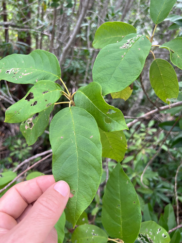 Fiddlewood (Petitia domingensis)