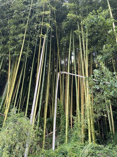 Phyllostachys reticulata iNat (3)