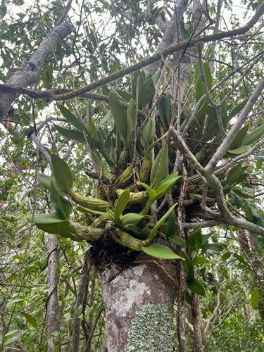 Banana Orchid (Myrmecophila thomsoniana)