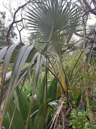 Coccothrinax proctorii, photograph 6