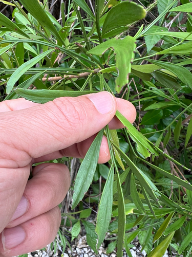 Phyllanthus angustifolius