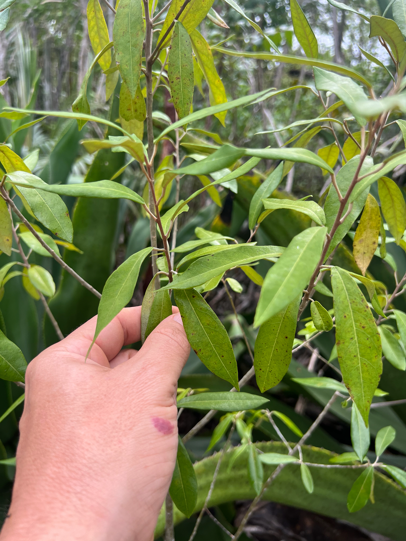 Loblob (Morisonia ferruginea)